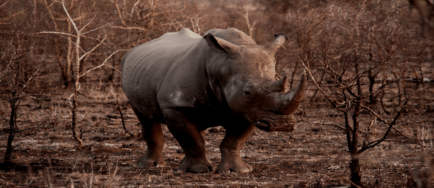 Money Laundering and The Illegal Wildlife Trade (IWT)